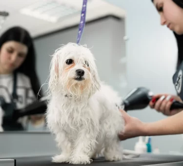 Pet Grooming Malaysia