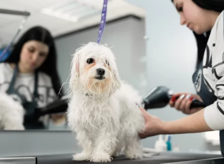Pet Grooming Malaysia
