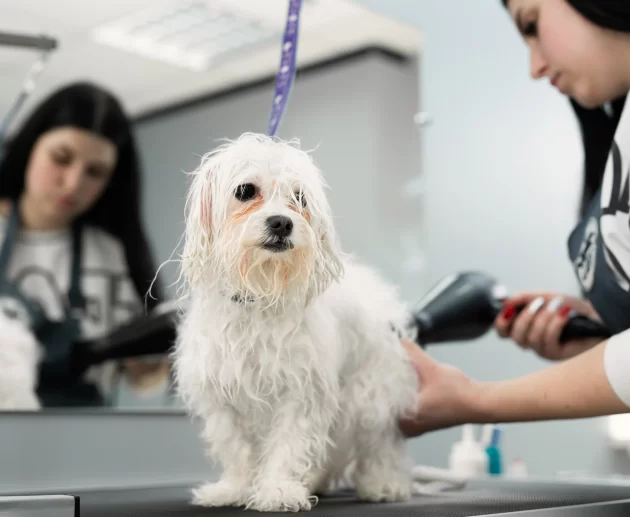 Pet Grooming Malaysia