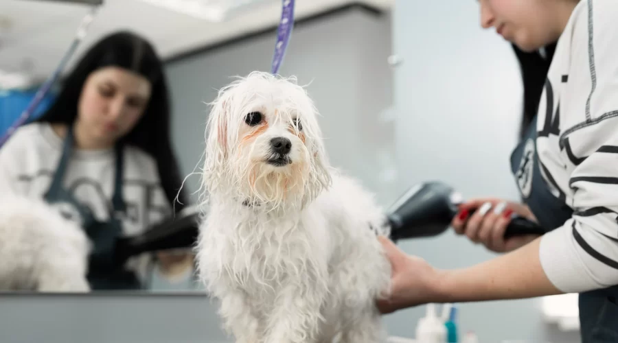 Pet Grooming Malaysia