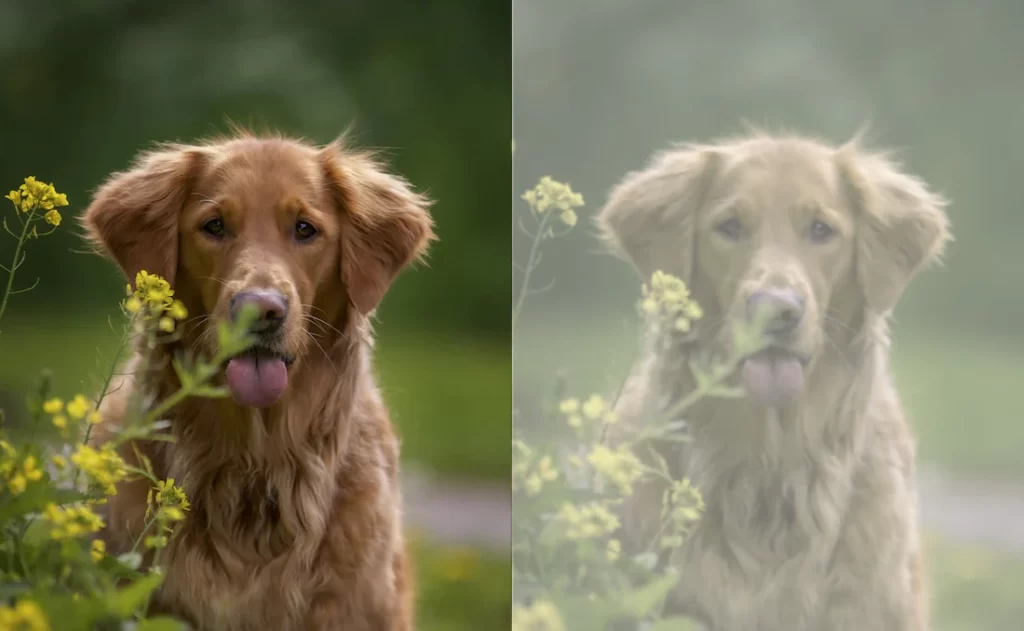 are dogs really colourblind