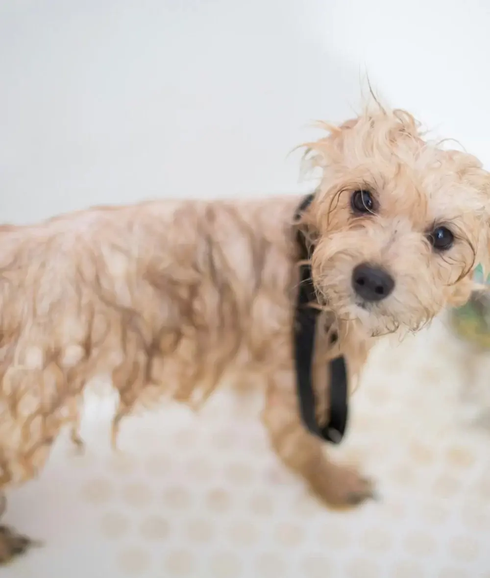 cheras pet grooming