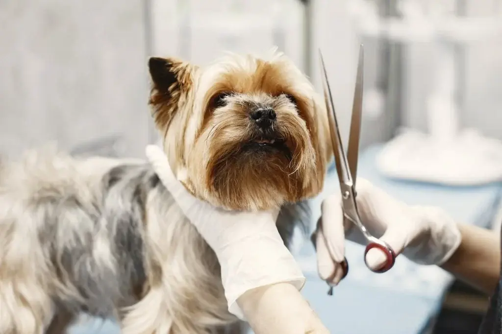 dog cutting hair