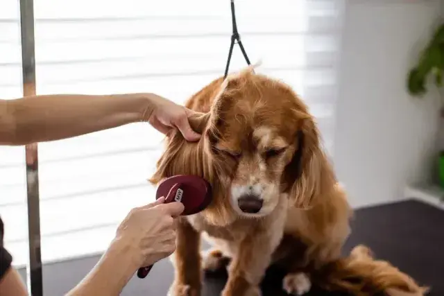 dog ear cleaning