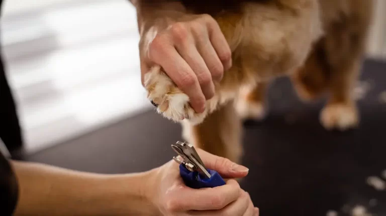 pet grooming