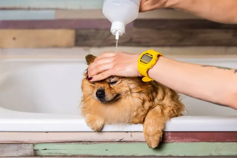 pet service