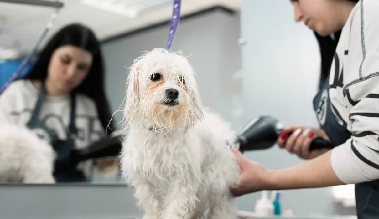 Pet Grooming Malaysia