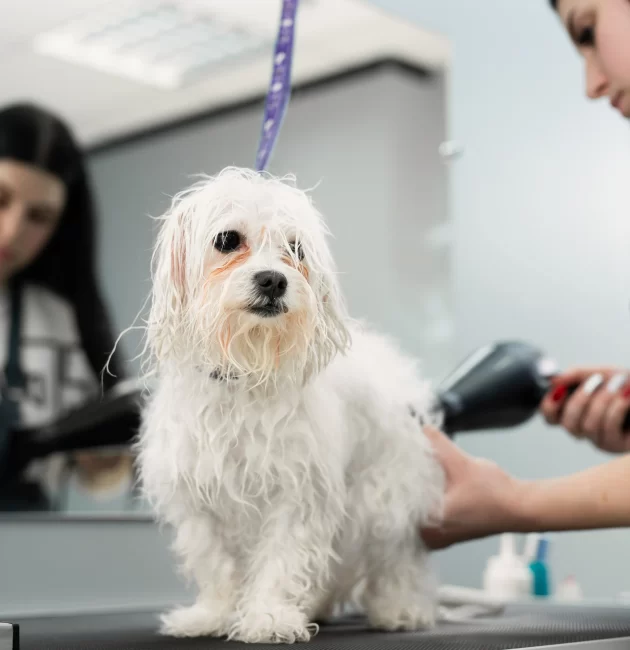 Pet Grooming Malaysia