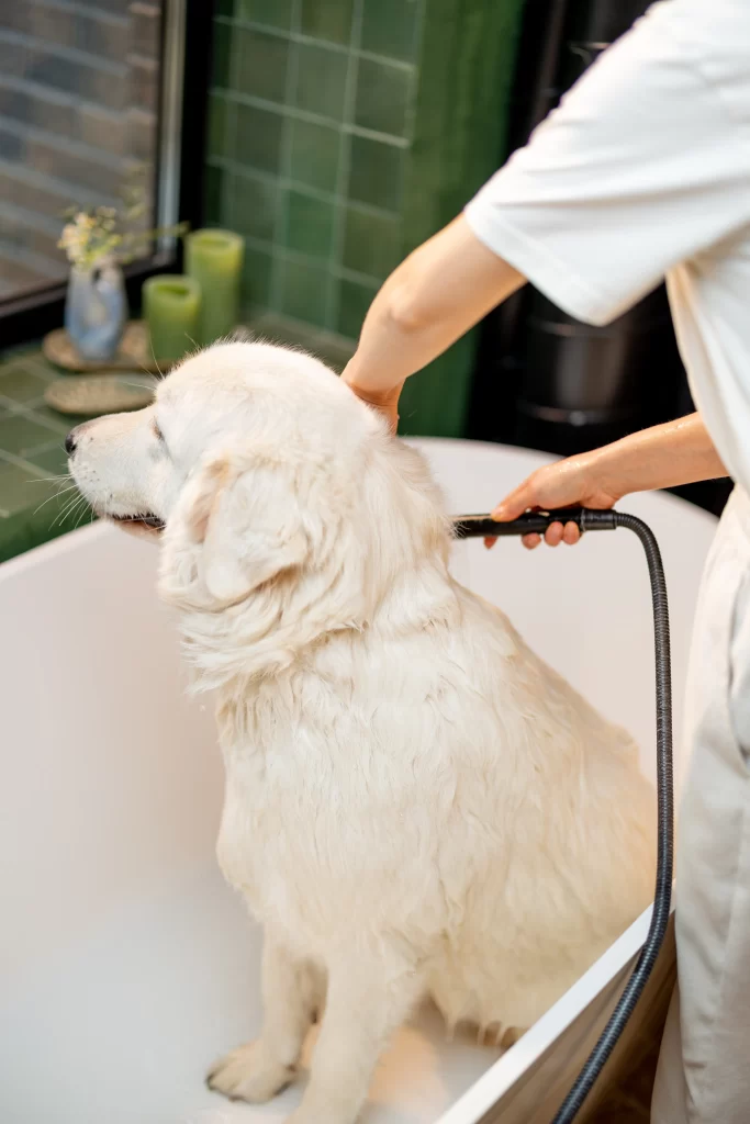 Pet Grooming Malaysia