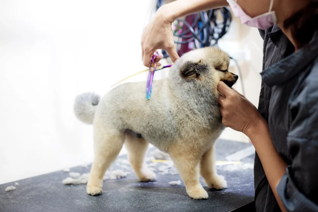 Pet Grooming Malaysia