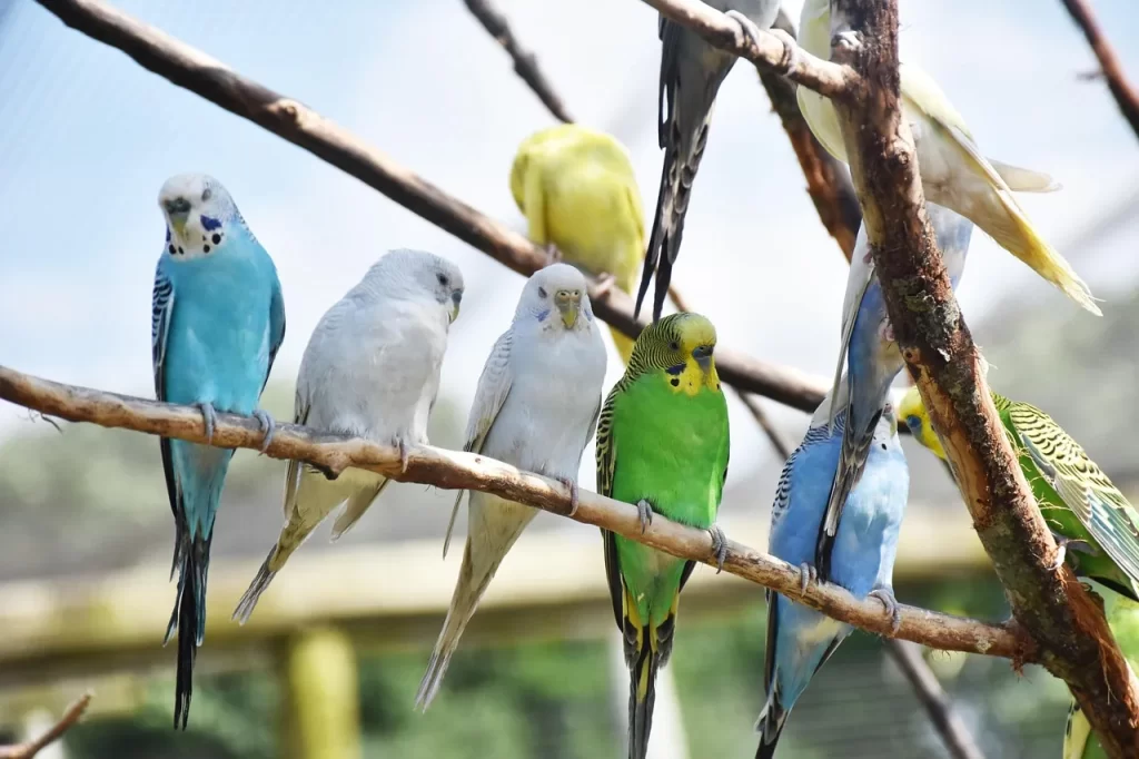 small pet Malaysia