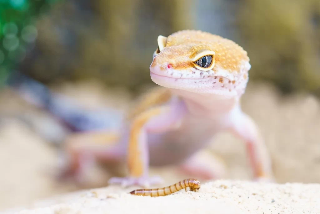 small exotic pet Malaysia