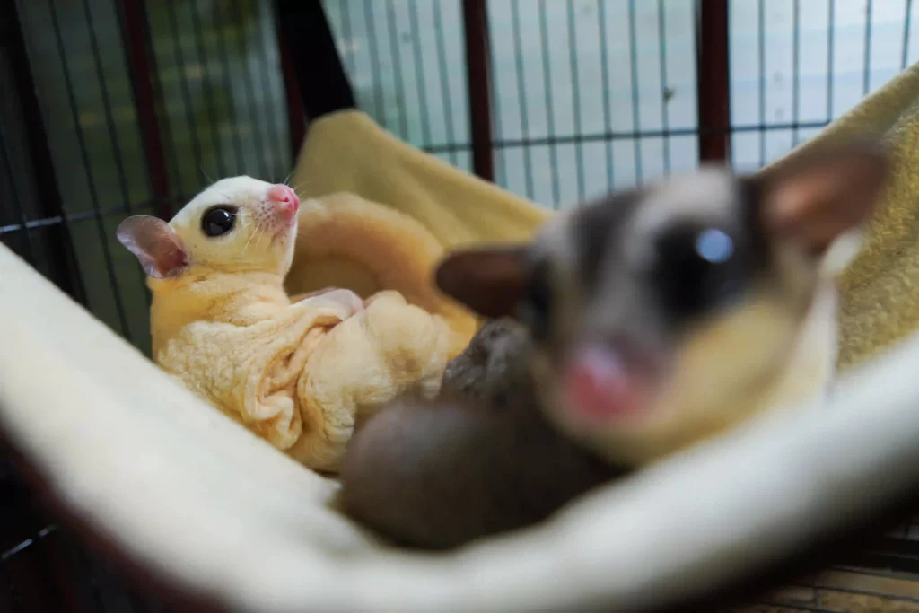 small rodent pet