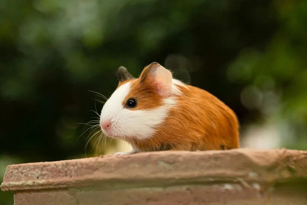 small pet Malaysia