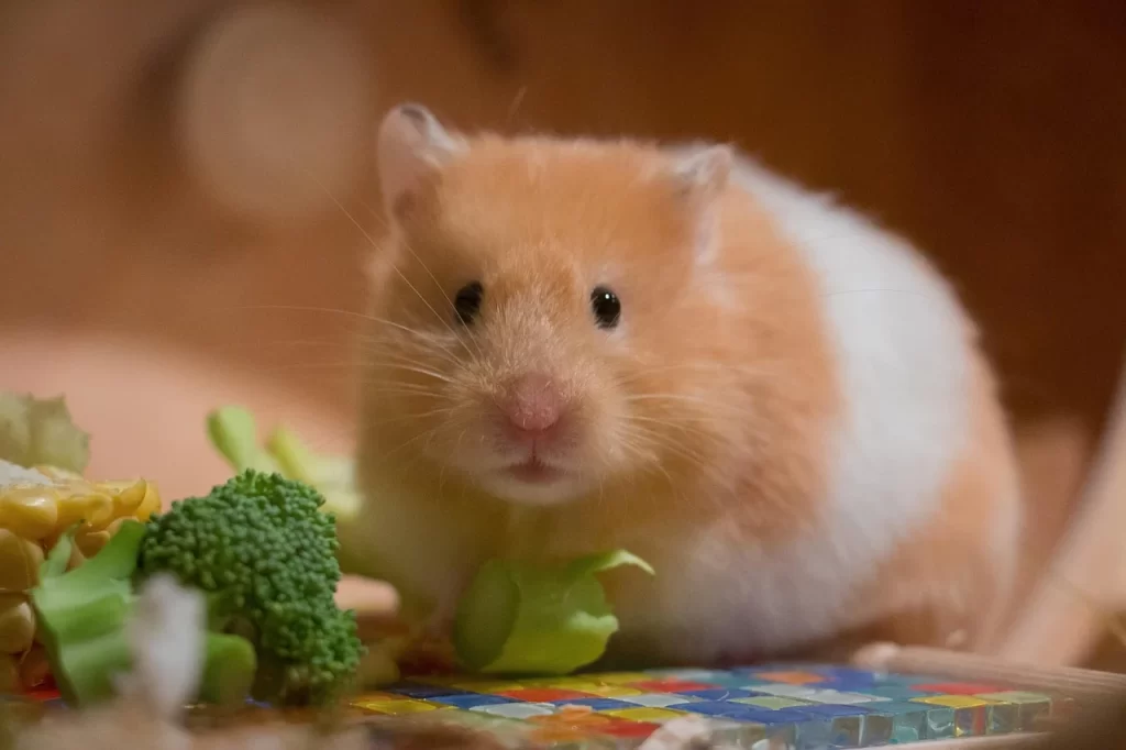 small pet in Malaysia