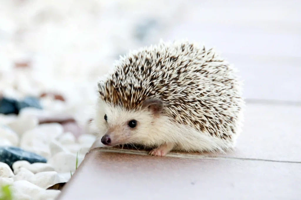 small pet in Malaysia