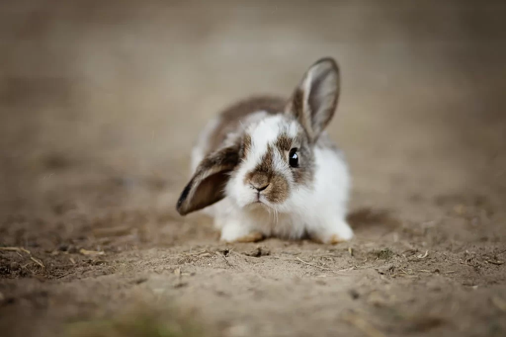 small pet Malaysia