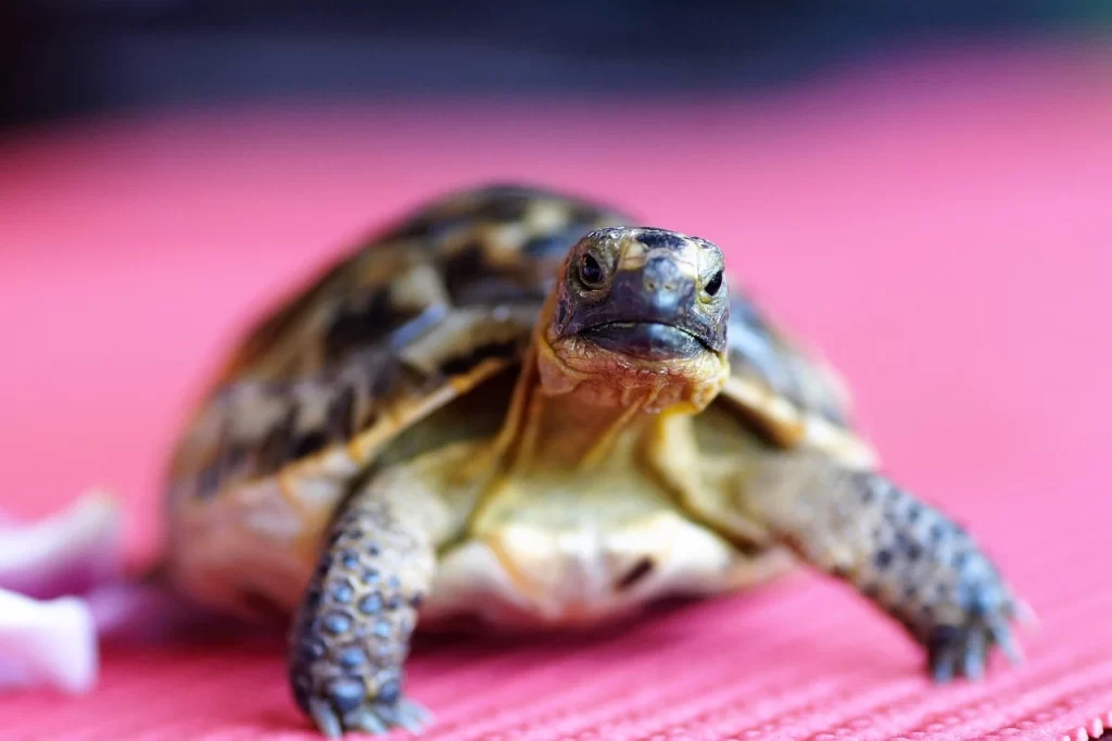 small pet for beginner