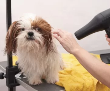 pet grooming
