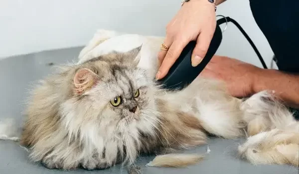 pet grooming