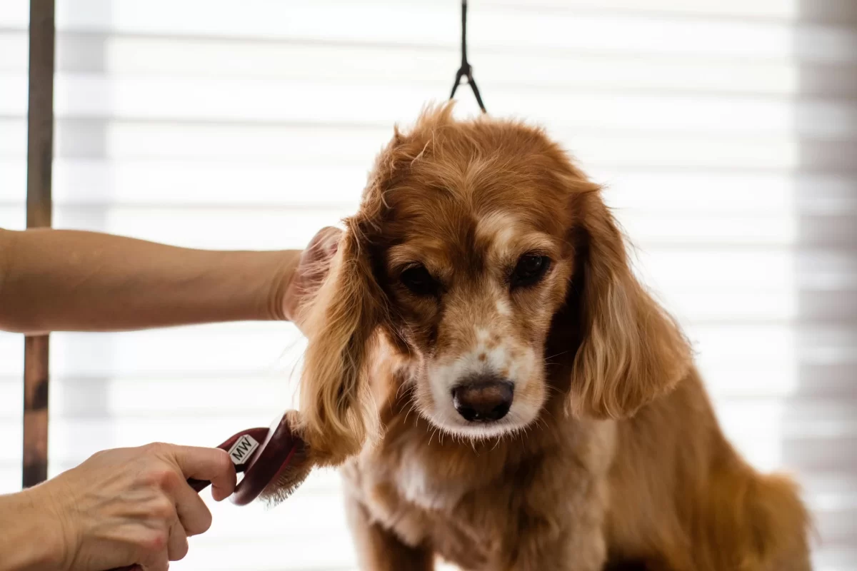 pet grooming