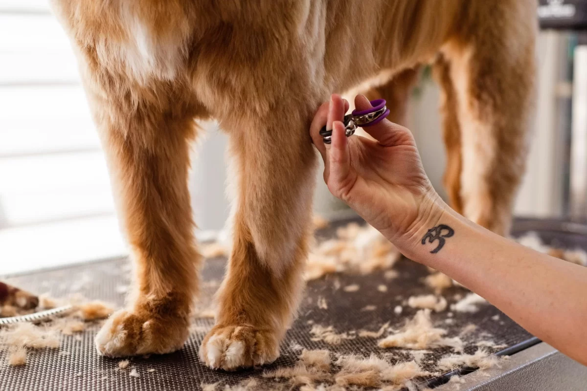 pet grooming
