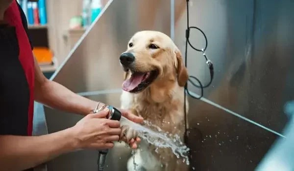 dog grooming