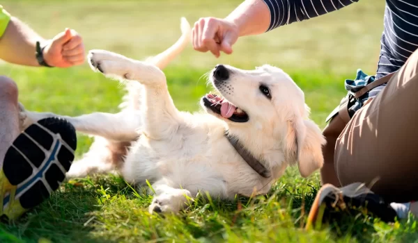 dog-playing-with-kids dog playing with kids