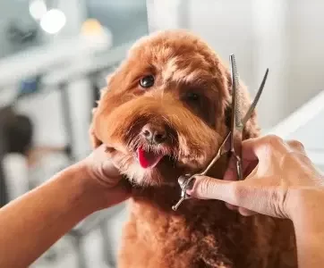 full-grooming pet grooming