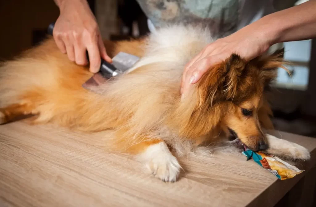 pet service