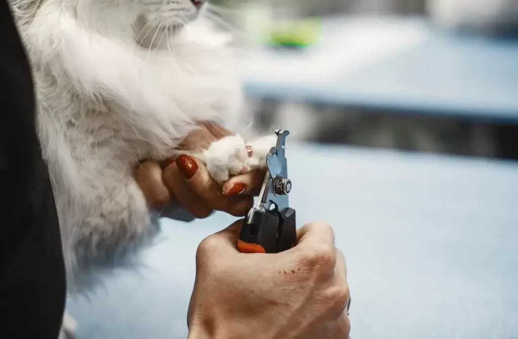 pet service