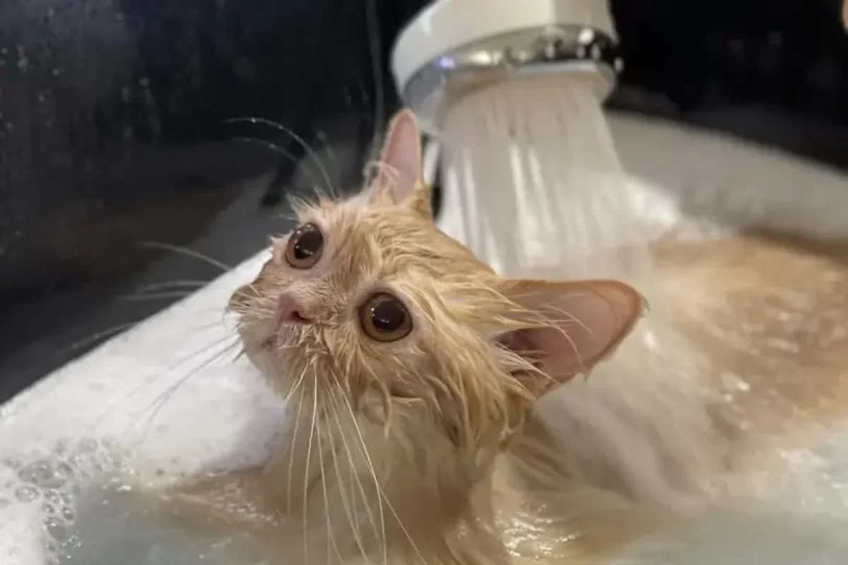 grooming service