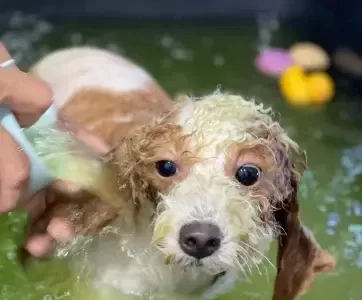 grooming service
