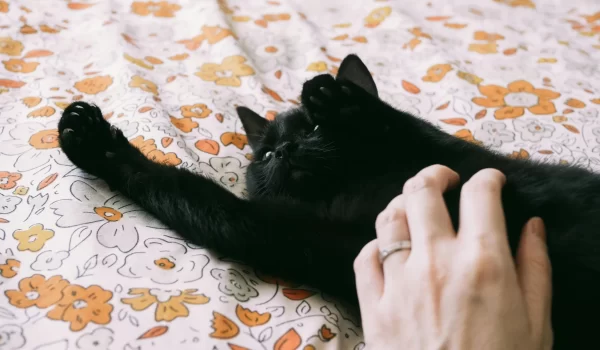 is-it-okay-if-my-cat-sleeps-with-me is it okay if my cat sleeps with me