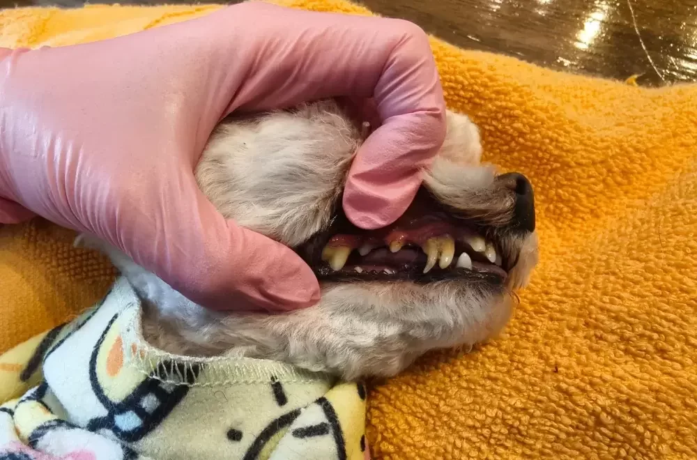pet service
